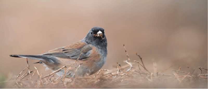 关于办理刑事案件严格排除非法证据若干问题的规定